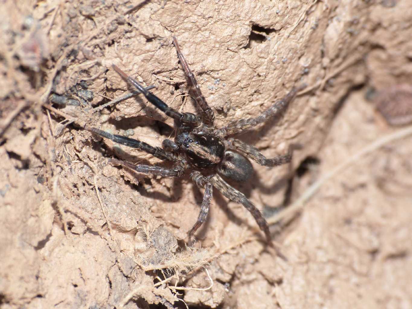 Alopecosa albofasciata; Trochosa sp. - Tolfa (RM)